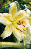 Лилия ТайгерМун (5) 